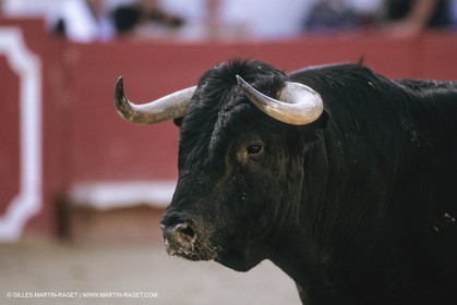 France, Provence, Traditions, tauromachie,