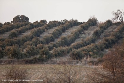 Saint Drézéry (FRA, 34), Domaine de Puech Haut