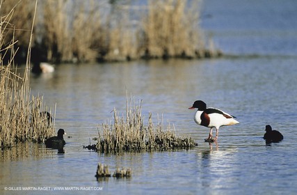 Camargue (FRA,13) - Birds in the Camargue - Duck