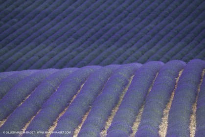 France, Provence, Lavender fields