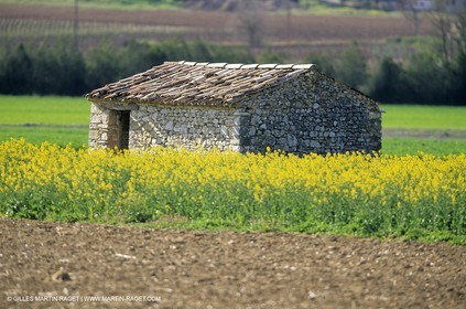 Alpilles (FRA,13), Champs de colza