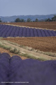 13 08 2007 - Valensole (04) - lavender fields on Valensole plateau