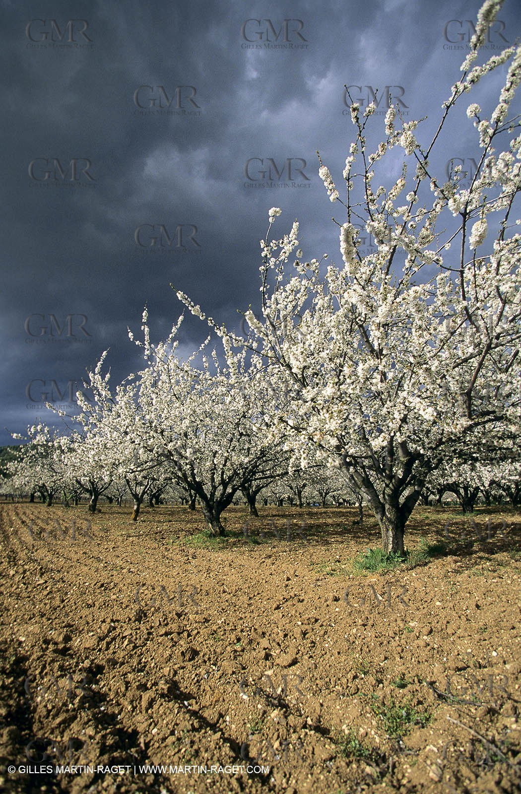 Luberon, Vaucluse (FRA,84) - Fruit trees blooming
