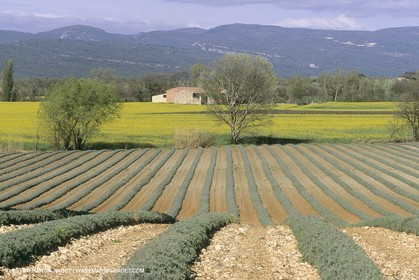 France, Provence, champs de Colza