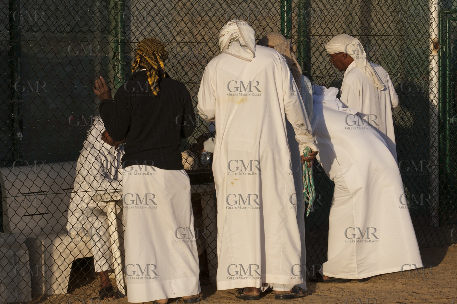20 11 2010 - Dubai (UAE) - Camel races