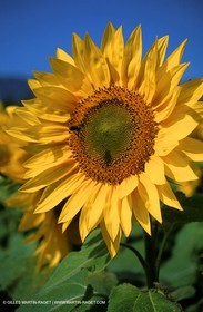 Sunflowers fields