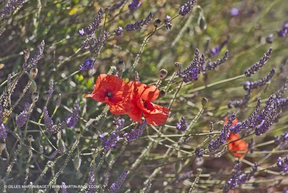 27 06 2011 - Valensole (FRA, 04) - Lavander fields