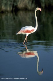 Flamants Roses - Camargue