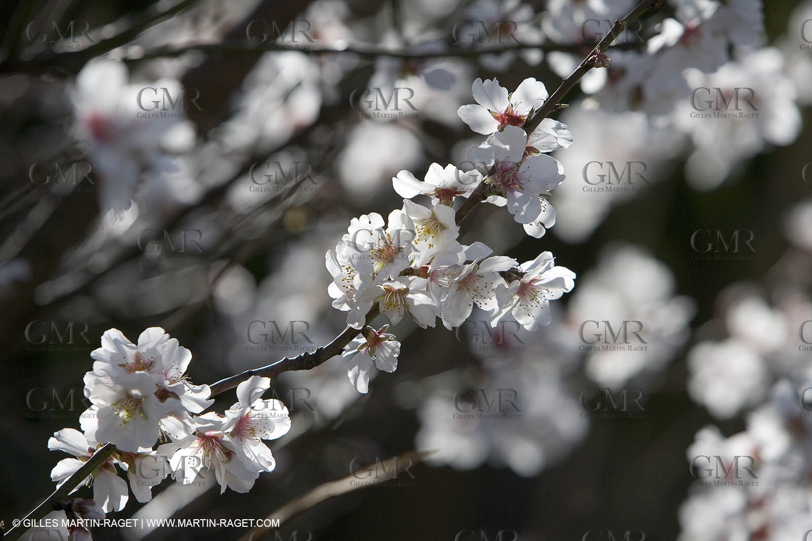 05 02 2008 - Arles (FRA, 13) - Arles surroundings landscapes