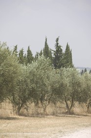 24 Juin 2008 - Saint Rémy de Provence (FRA-13) - Paysage des Alpilles