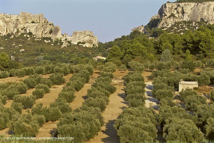 France, Provence, Oliviers, oliveraies, olive trees