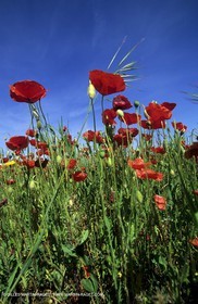 poppies