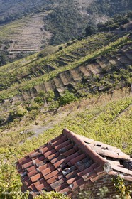 17 10 2011 - Vermeille Coast (FRA, 66) - Corbières Vineyards