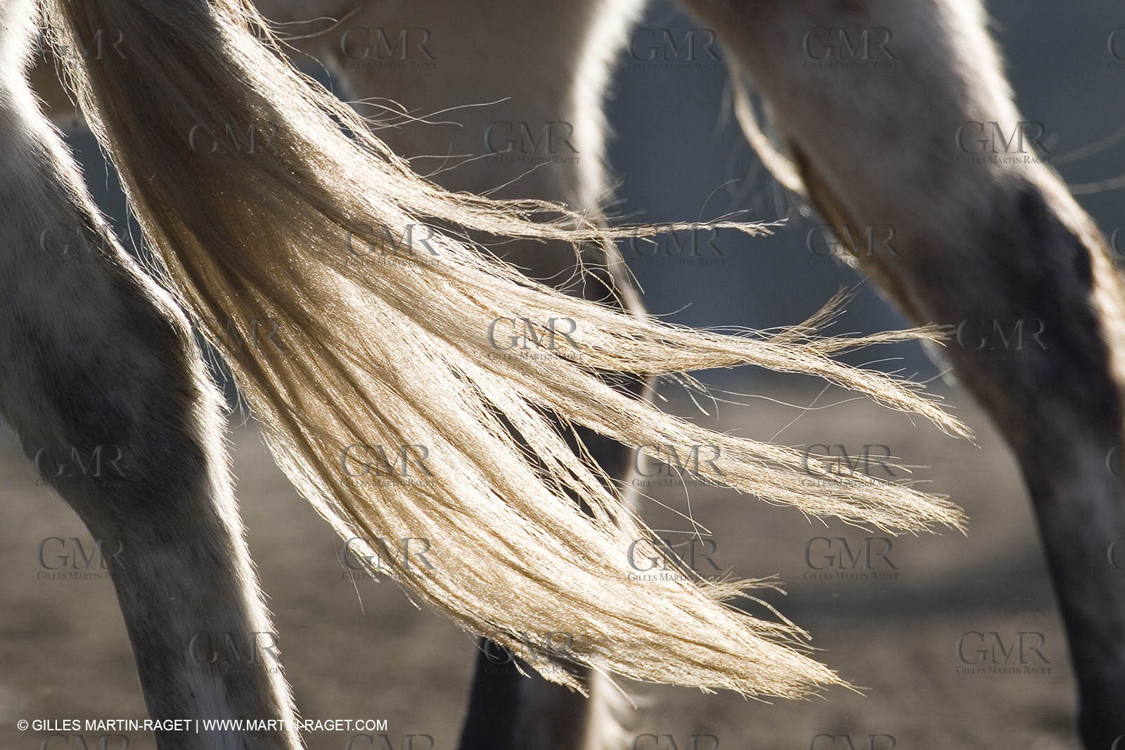 23 12 2006 - Saintes Maries de la Mer - Camargue horses