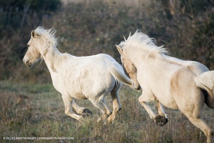 23 12 2006 - Saintes Maries de la Mer - Camargue horses
