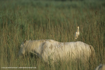 France, Provence, Camargue, chevaux   Horses
