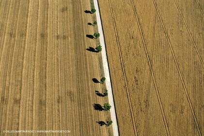 Lavander fields