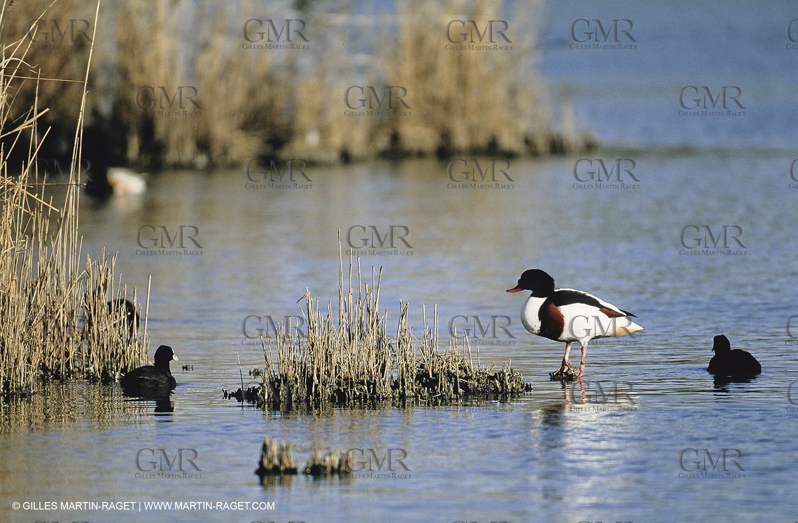 Camargue (FRA,13) - Birds in the Camargue - Duck