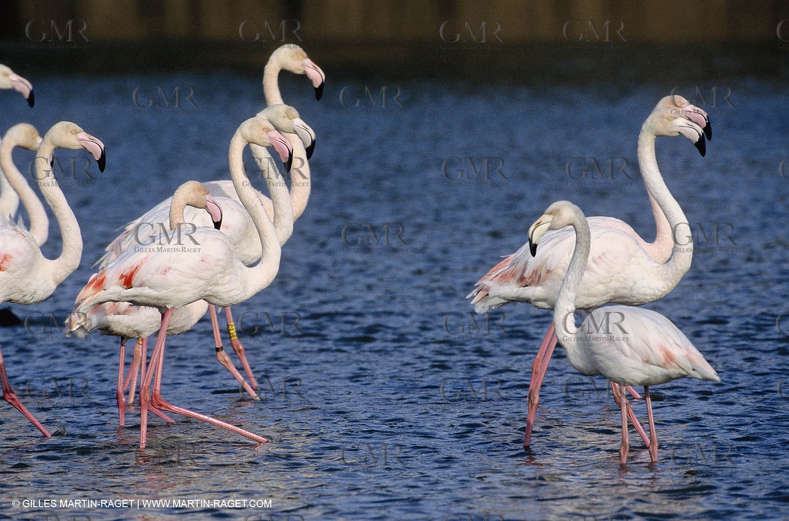 Camargue (FRA,13) - Flamingos in the Camargue