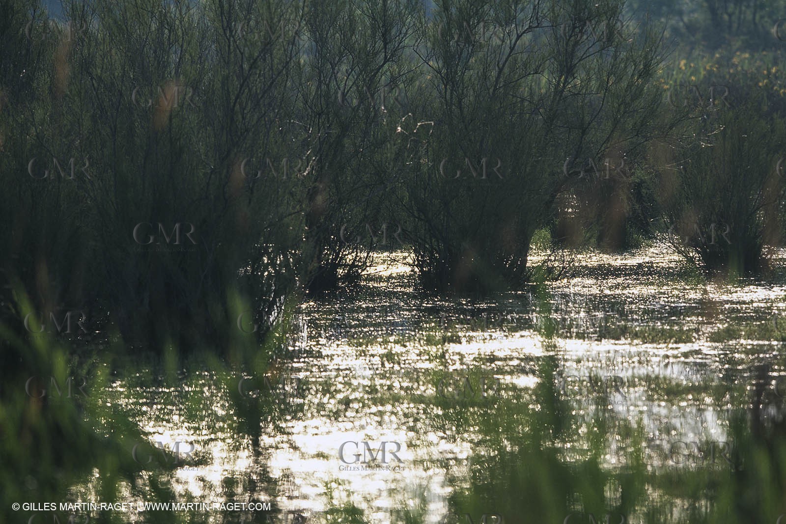 Camargue (FRA,13) - Little Camargue
