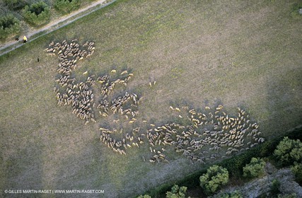 Alpilles et Montagnette, moutons dans les paturages