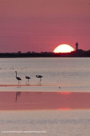 19 04 2011 - Arles (FRA,13) - Pink flamingos in La Gacholle Lighthouse vicinity