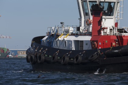 5 11 2014, Capetown (ZAF), Volvo Ocean Race 2014-15, Team Alvimedica