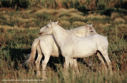 2000-2010- Arles - Les Saintes Maries de la mer (FRA,13) - Chevaux race Camargue
