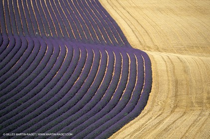 Lavander fields