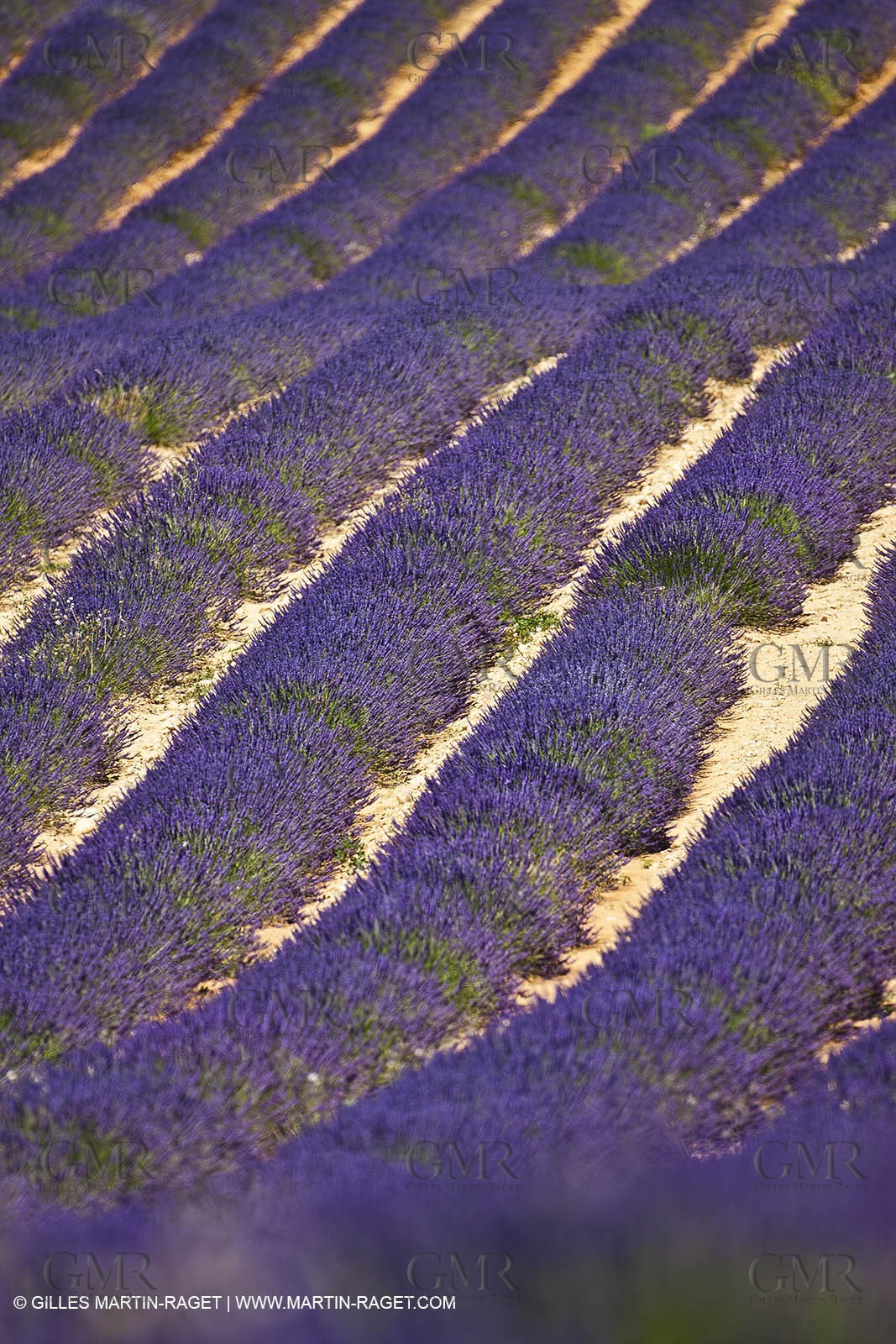 27 06 2011 - Entrevennes (FRA, 04) - Lavander fields