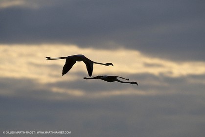 Camargue (FRA,13)