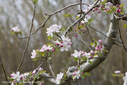 26 03 08 - Saint Rémy de Provence (FRA,13) - Apple trees in bloom