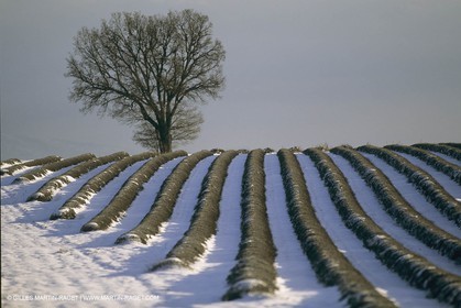 France, Provence, Neige en hiver   Snow in Provence