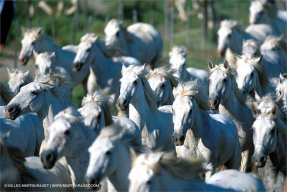 Camargue horses