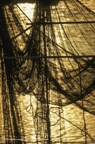 France, Provence, Pêche , Barques, pointus, pêche locale