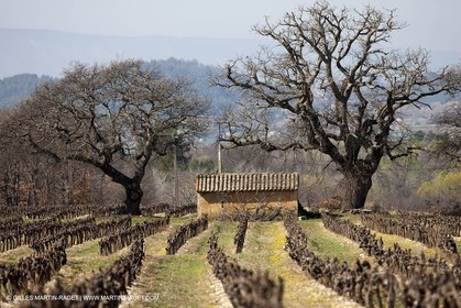 30 mars 2012 - Saint Saturnin les Apt (FRA, 84) - Cerisiers en fleurs