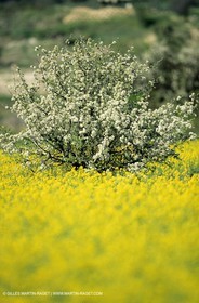 Alpilles (FRA,13), Champs de colza