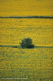 Alpilles (FRA,13) - Sunflower fields