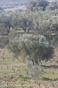16 02 2008 - Les Baux de Provence (FRA, 13) - Paysages des Alpilles