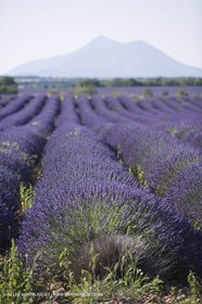 13 08 2007 - Valensole (04) - lavender fields on Valensole plateau