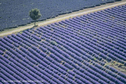 France, Provence, Lavender fields