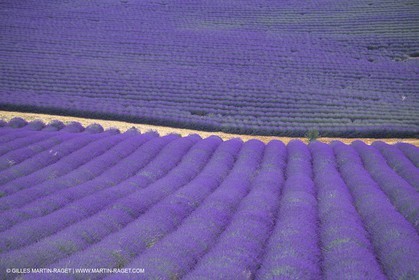 France, Provence, Lavender fields