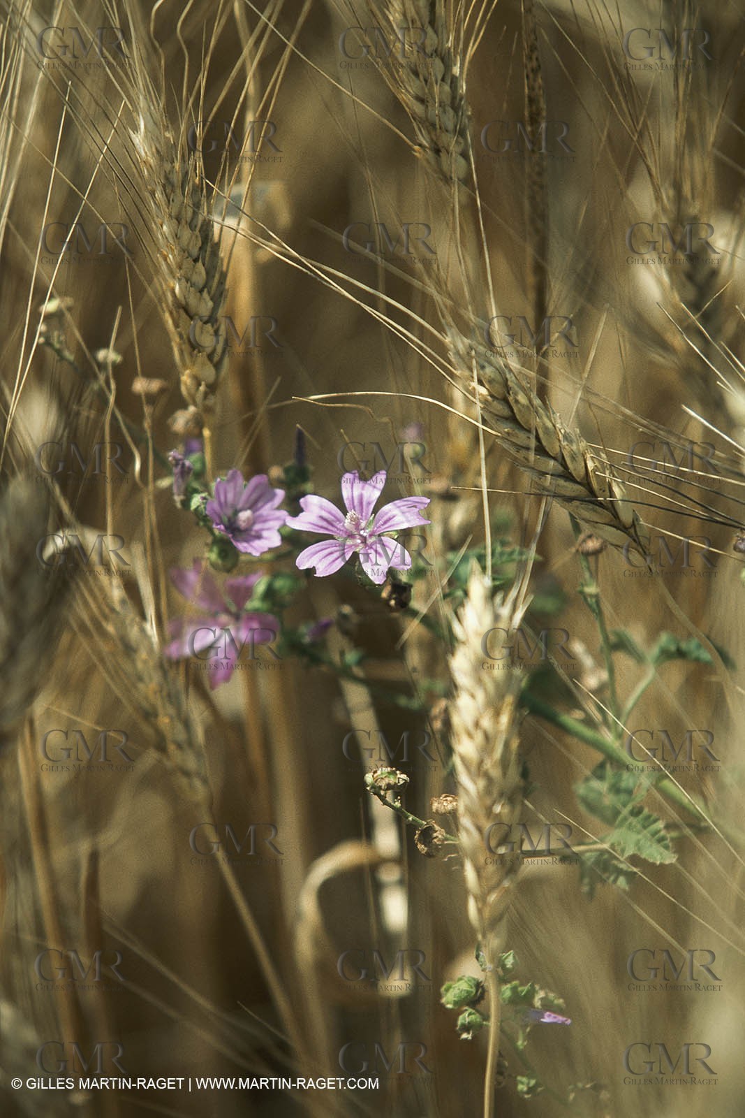 Corn and Wheat fields on Valensole Plateau in higher Provence (France)