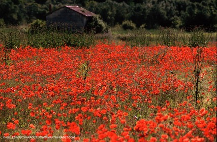 Poppies - Poppies field