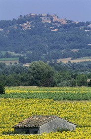 Luberon (FRA,84), Champs de tournesols