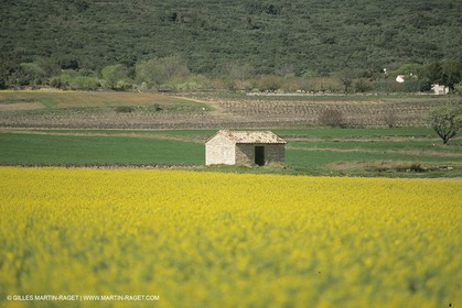 France, Provence, champs de Colza