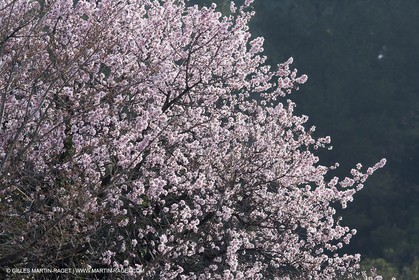 16 02 2008 - Les Baux de Provence (FRA, 13) - Alpilles hills landscapes