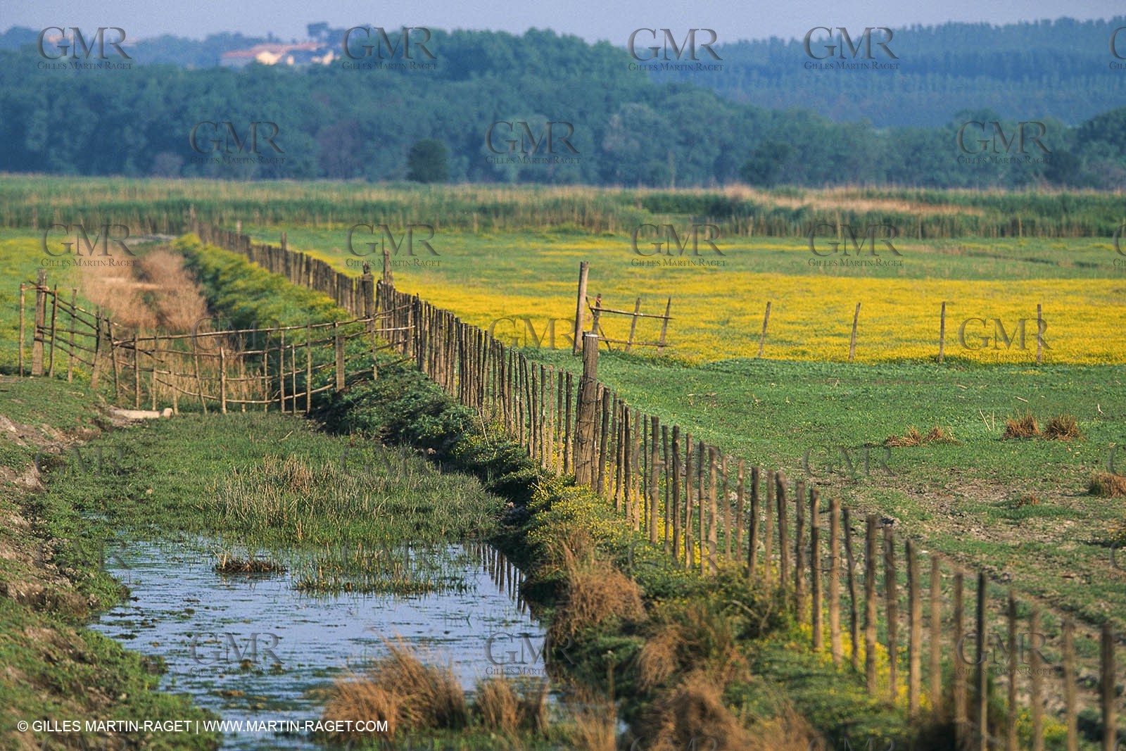 Camargue (FRA,13) - Little Camargue