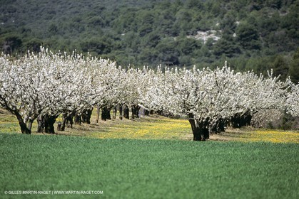 Luberon en hiver vers Saint Saturnin les Apts (FRA,84)