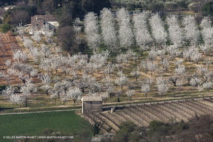 March 30th 2012 - Saint Saturnin les Apt (FRA, 84) - blooming cherry trees